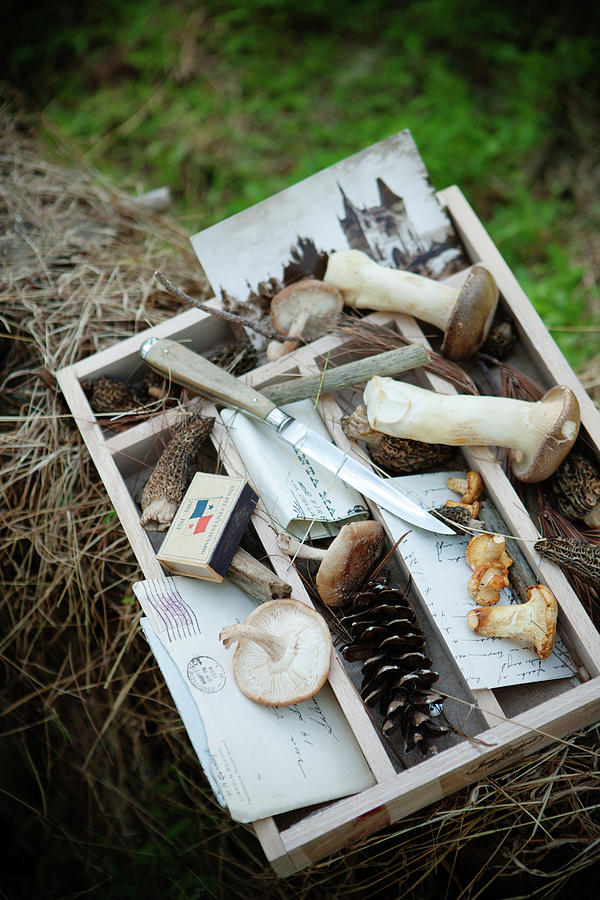 Various Mushrooms In A Box On The Forest Floor Photograph by Colin Cooke