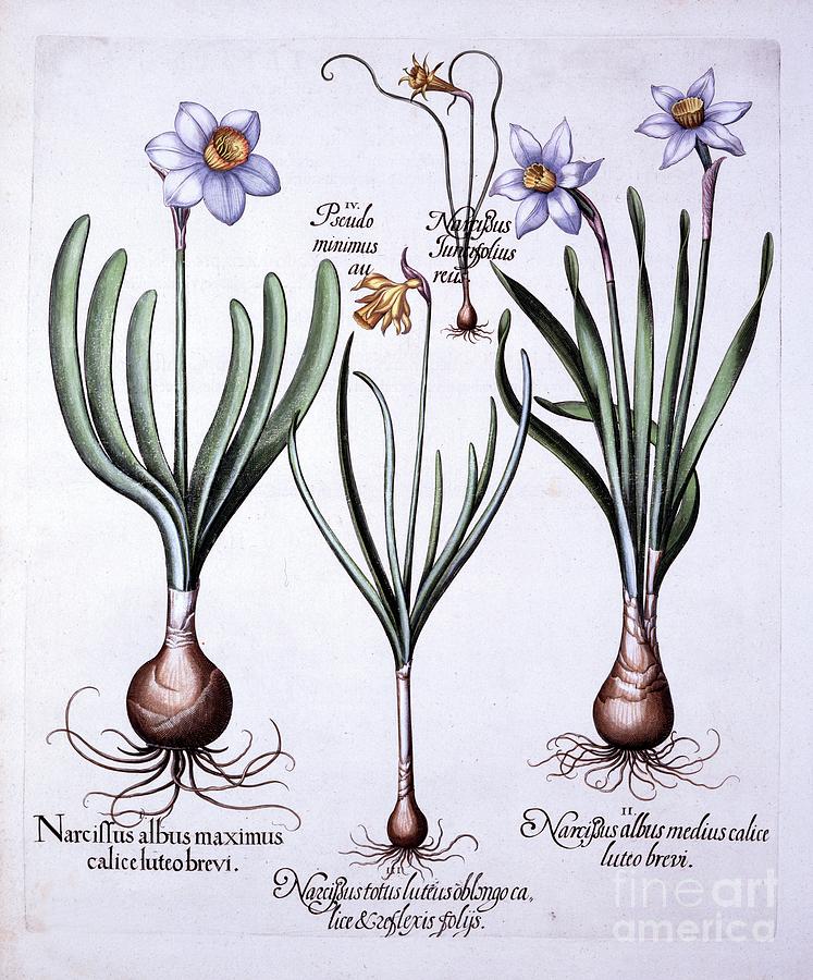 Various Narcissi Drawing by Heritage Images