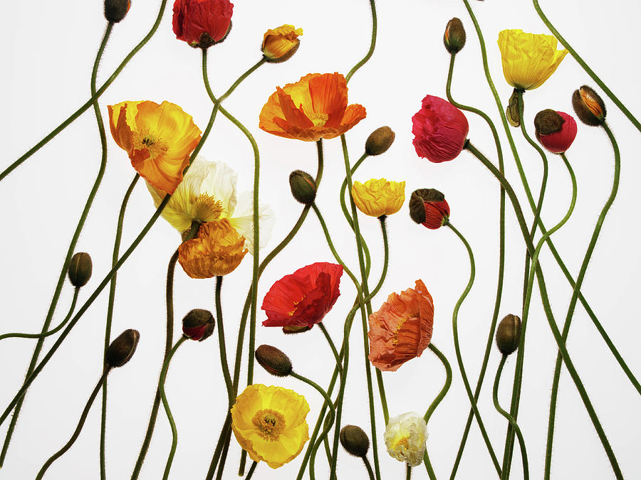 Various Poppies Photograph by Kei Uesugi