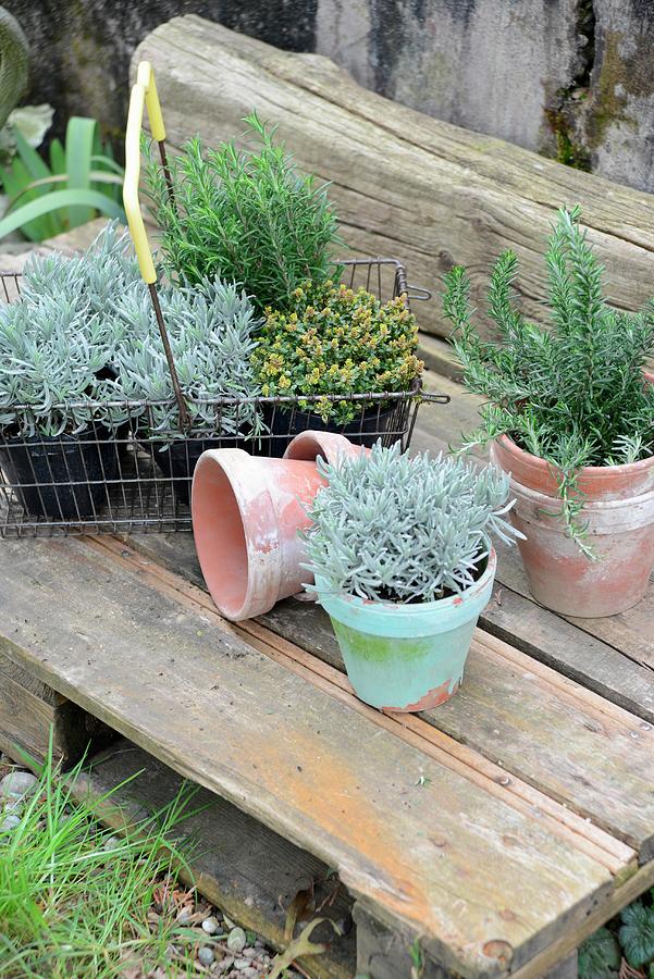 Various Potted Herbs In Wire Basket On Rustic Wooden Pallet In Garden Photograph by Revier 51