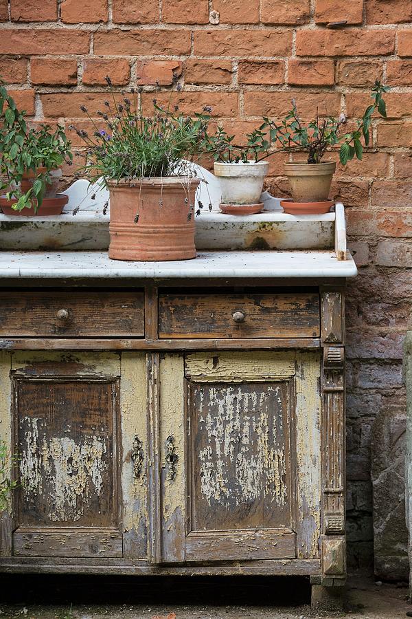 Various Potted Herbs On Rustic Cabinet Photograph by Jan Wischnewski