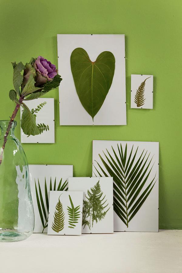 Various Pressed Leaves In Clip-on Picture Frames On Green-painted Wall With Ornamental Cabbage In Vase To One Side Photograph by Great Stock!