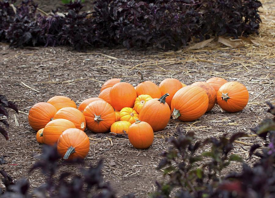 Various Pumpkins Arranged In Garden Photograph by Yelena Strokin