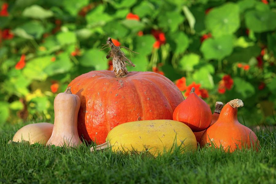 Various Pumpkins In A Field Photograph by Lydie Besancon