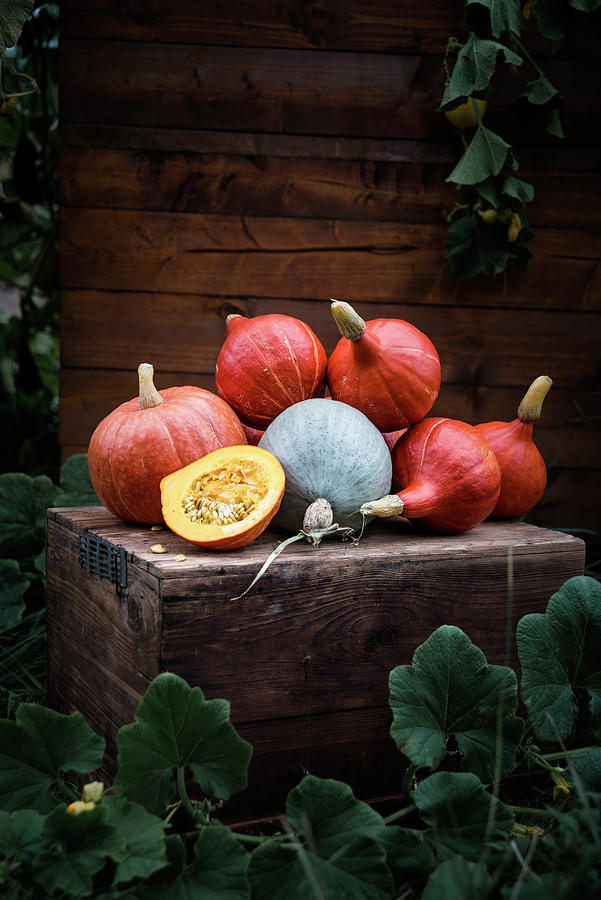 Various Pumpkins On A Wooden Box Photograph by Kati Neudert