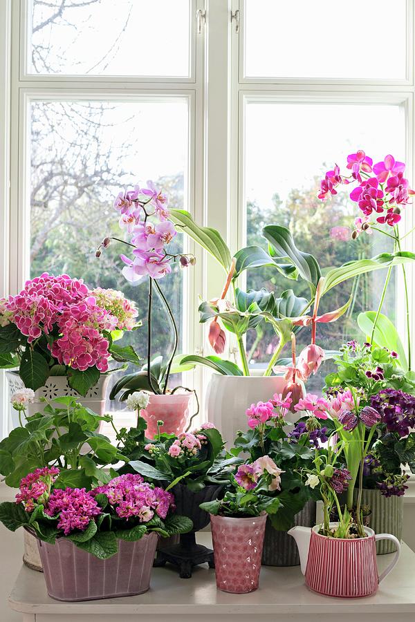 Various Spring Flowers In Shades Of Pink On Windowsill Photograph by Cecilia Mller
