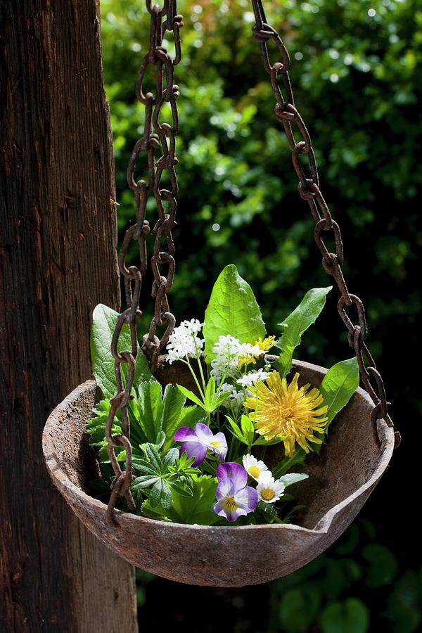 Various Spring Herbs In Suspended Metal Bowl In Garden Photograph by Sabine Lscher