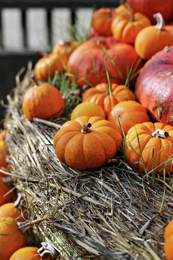 Various Squashes On Bales Of Hay Photograph by Alexandra Panella - Fine ...