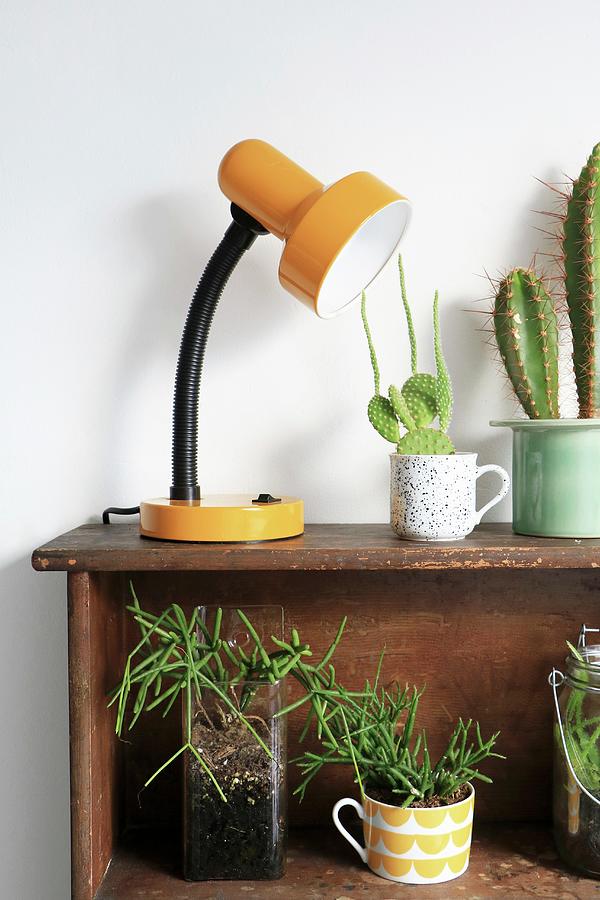 Various Succulents And Table Lamp On Shelved Photograph by Marij Hessel