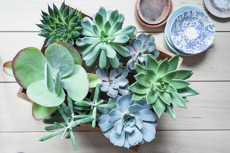 Various Succulents In Wooden Crate On Wooden Boards Photograph by Pia Simon