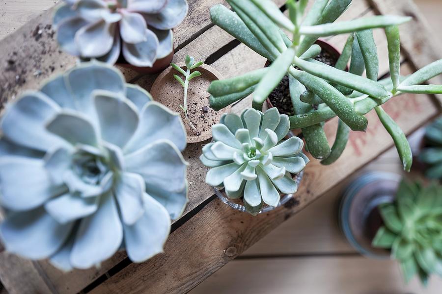 Various Succulents On Top Of Old Wooden Crates Photograph by Pia Simon