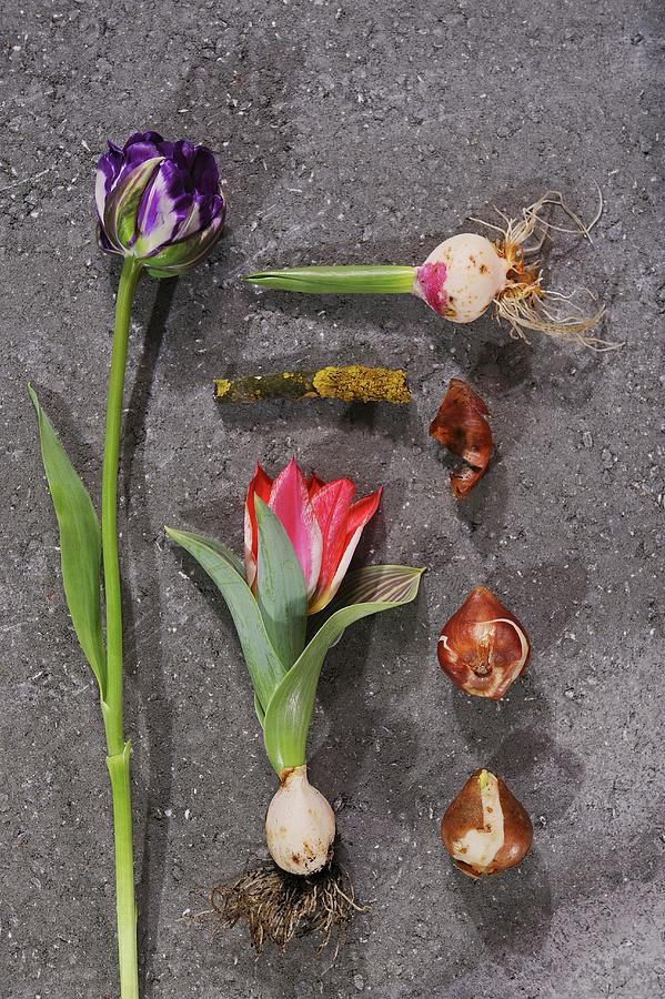 Various Tulips And Bulbs On Stone Surface Photograph by Elisabeth Berkau