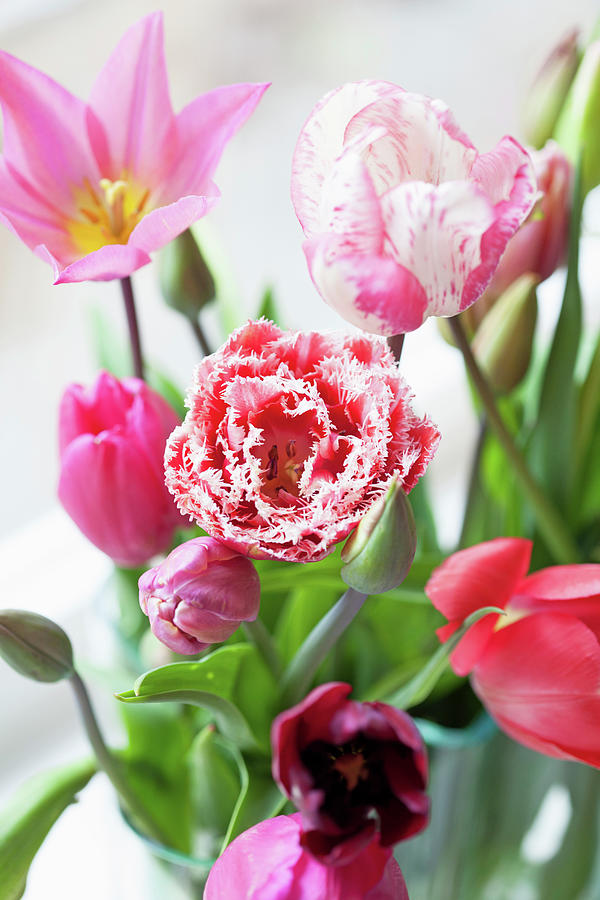 Various Tulips In Vase Photograph by Dr. Katja Mller-langenau