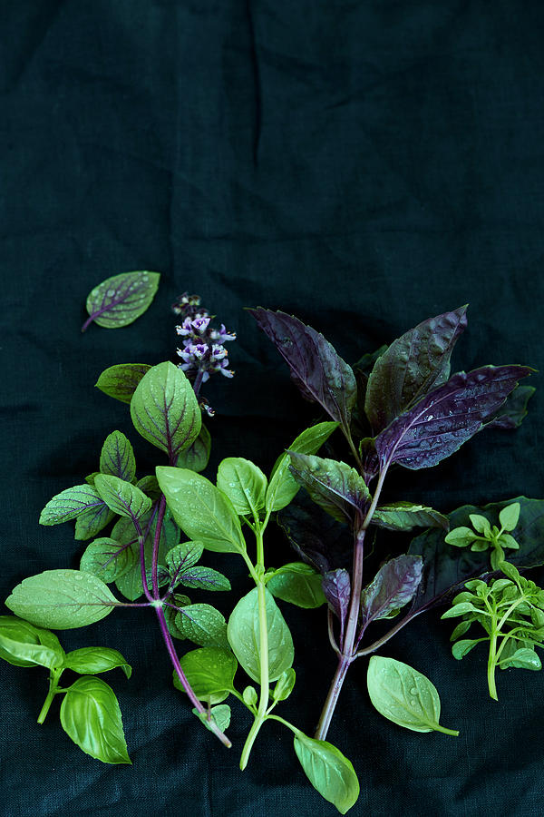 Various Types Of Basil On A Black Surface Photograph by Katrin Winner