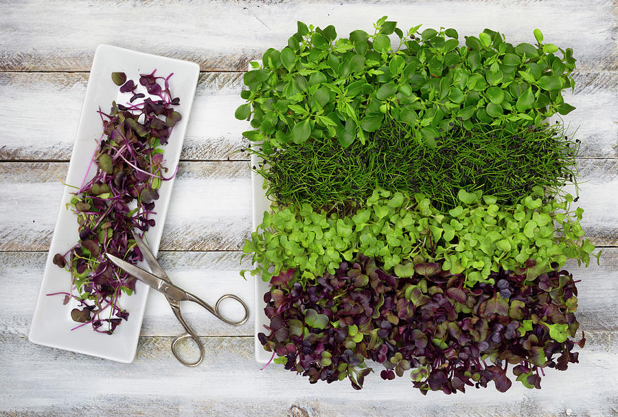 Various Types Of Cress Photograph By Nils Melzer Pixels