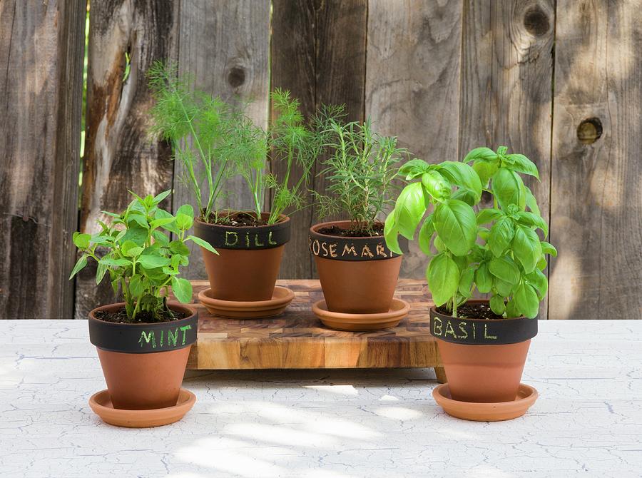 Various Types Of Herbs In Flower Pots mint, Basil, Dill And Rosemary With Labels Photograph by Don Crossland