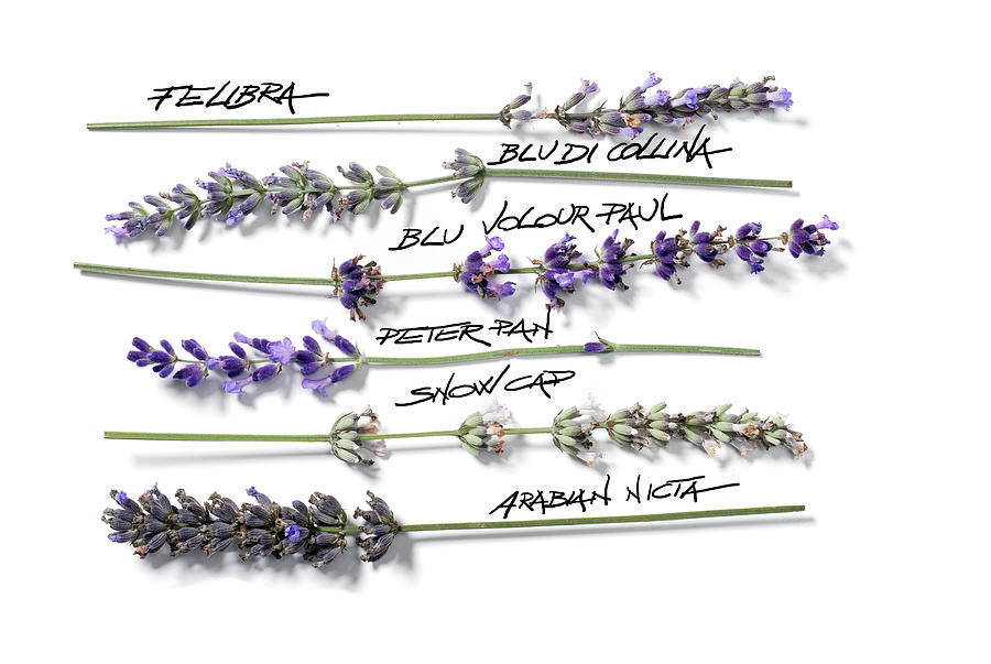 Various Types Of Lavender Photograph by Franco Pizzochero