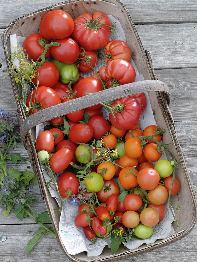 Various Types Of Tomatoes In The Basket Photograph by Friedrich Strauss