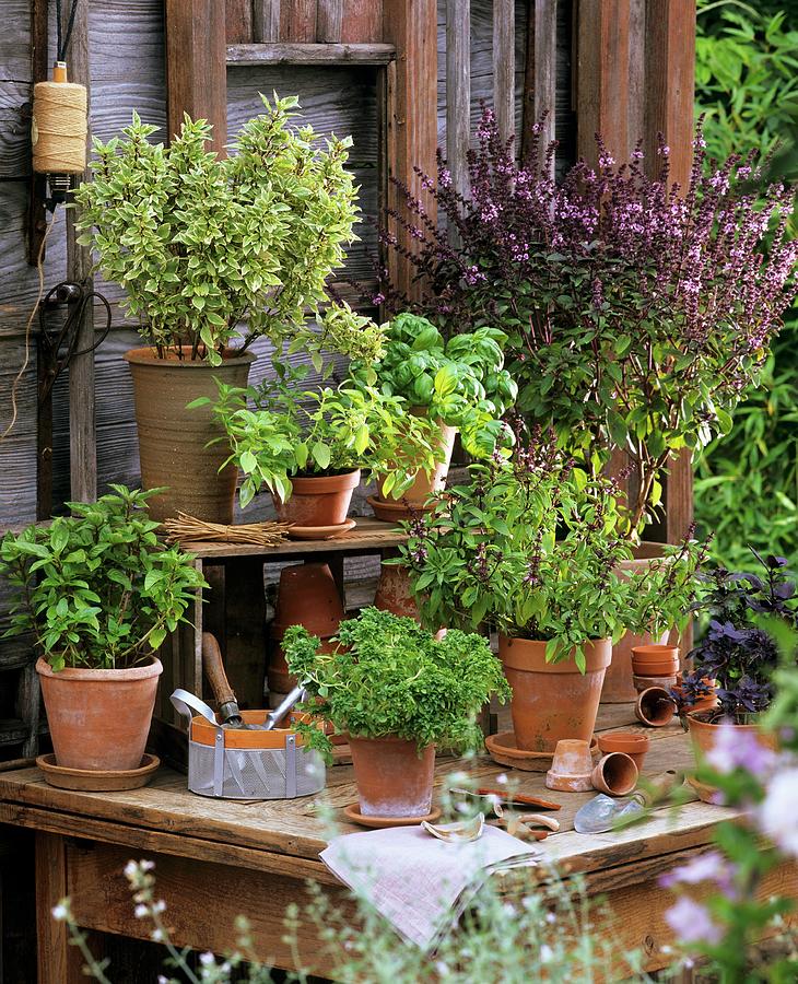 Various Varieties Of Basil In Pots On A Wooden Table Photograph by Friedrich Strauss