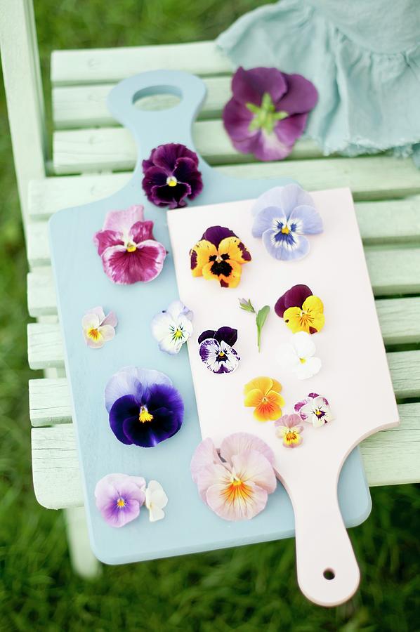 Various Violas And Pansies On Two Wooden Boards Photograph by Cornelia Weber