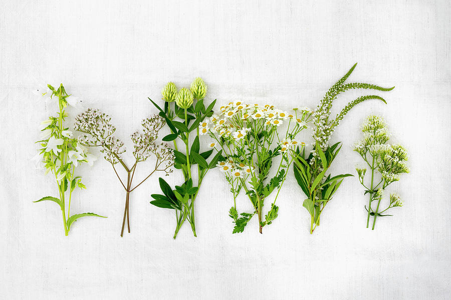 Various White Summer Flowers incl. Clover, Gypsophila, Chamomile, Valerian Photograph by Sabine Lscher