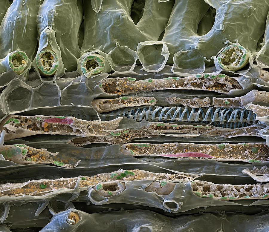 Vascular Bundle, Aconite Leaf, Sem Photograph by Oliver Meckes EYE OF SCIENCE