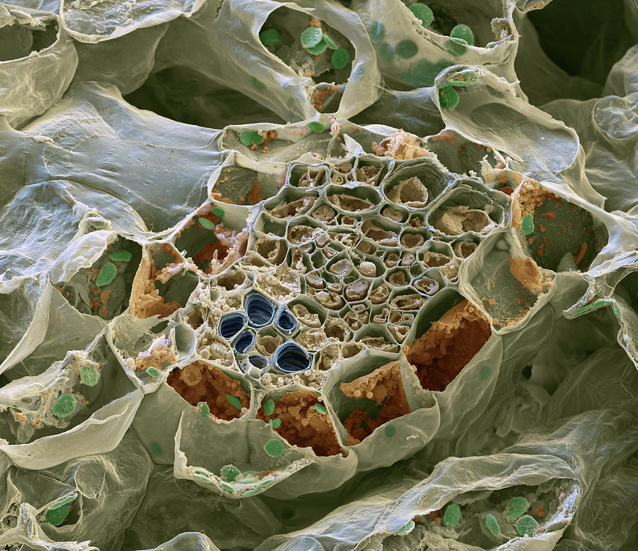 Vascular Bundle, Brassica Plant, Sem Photograph by Oliver Meckes EYE OF SCIENCE