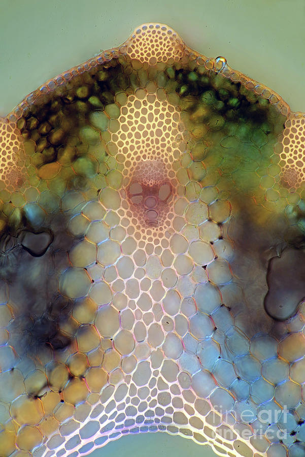 Vascular Bundles In Grass Leaf Photograph by Marek Mis/science Photo Library