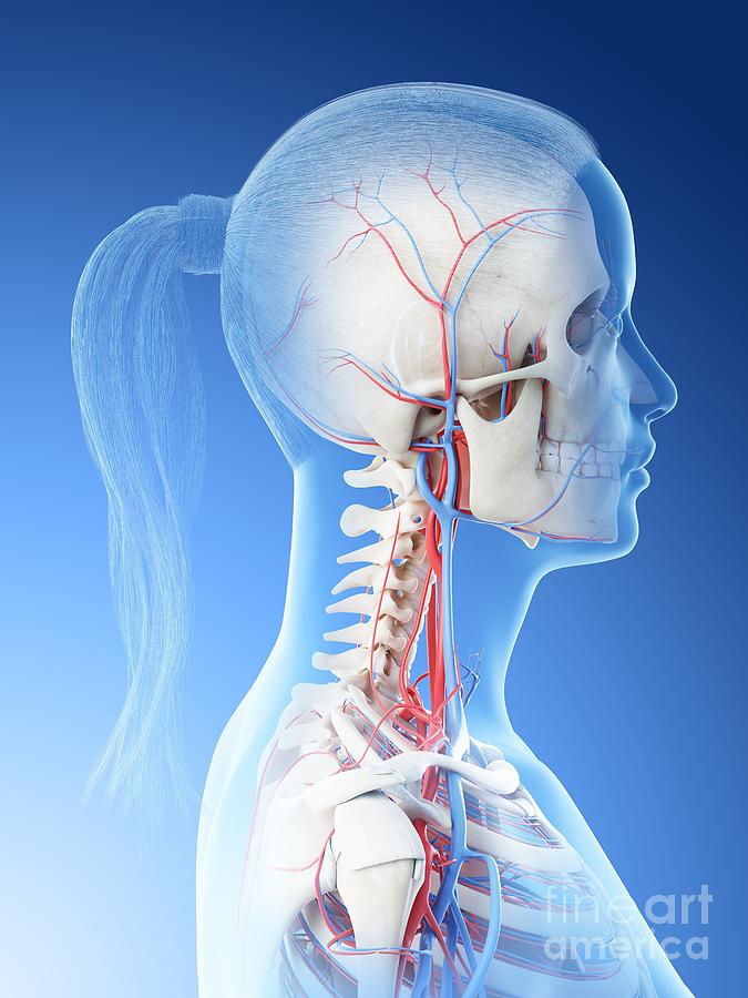 Vascular System Of The Head Photograph By Sebastian Kaulitzki Science 