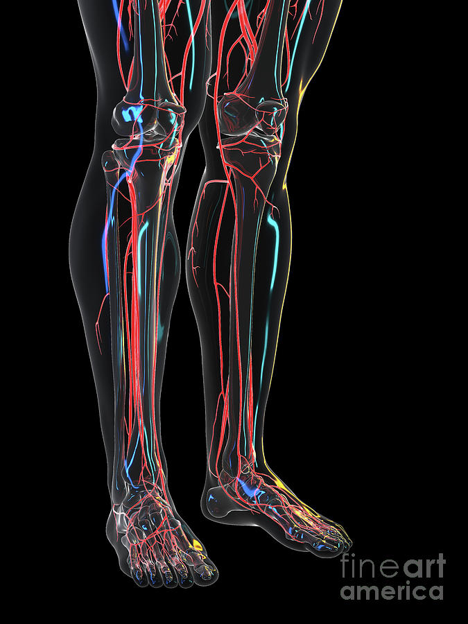 Vascular System Of The Legs Photograph By Sebastian Kaulitzkiscience Photo Library Pixels 7563