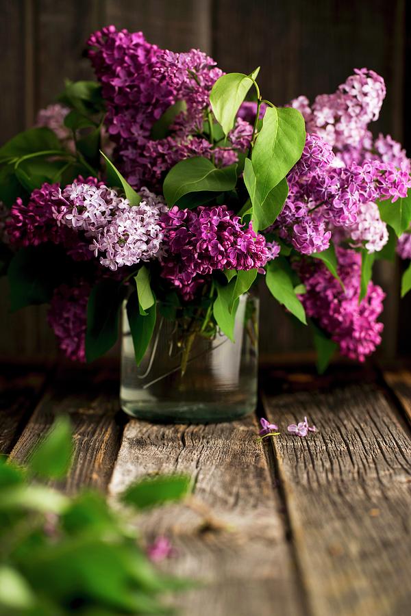 Vase Of Lilac Photograph By Sandra Krimshandl-tauscher - Fine Art America