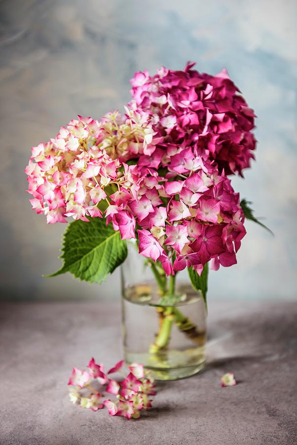 Vase Of Pink Hydrangeas Photograph by Magdalena Hendey