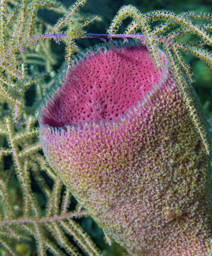 Vase Sponge with Zoanthid Photograph by Jean Noren