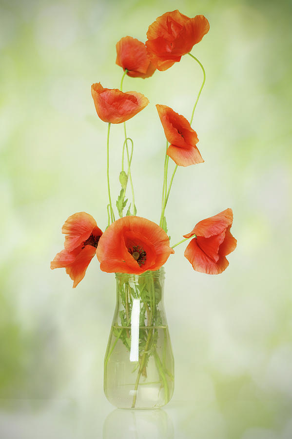 Vase With Poppy Flowers Photograph by Narcisa
