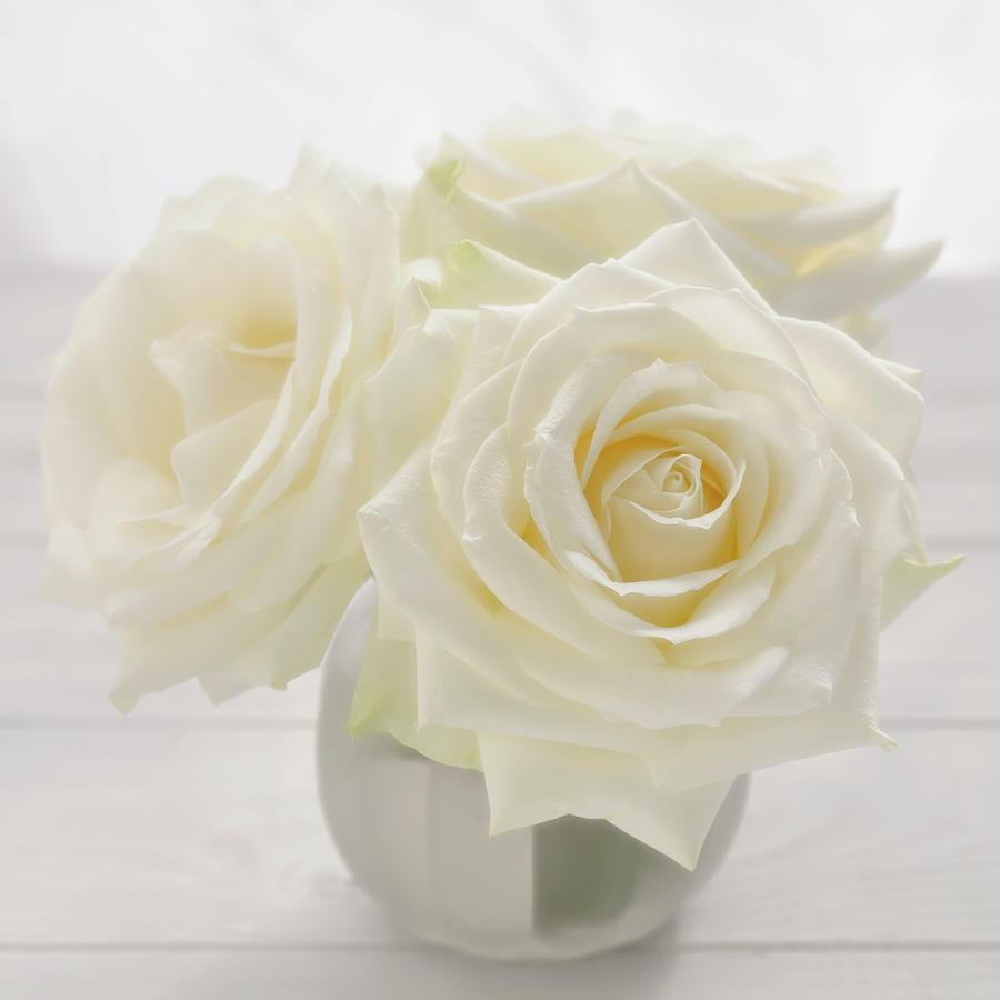 Vase With Tree White Roses On A Sunny Photograph by Cora Niele Vase With Tree White Roses On A Sunny Photograph by Cora Niele