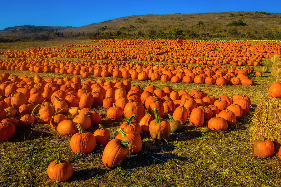Vast Field Of Pumpkins Photograph by Garry Gay