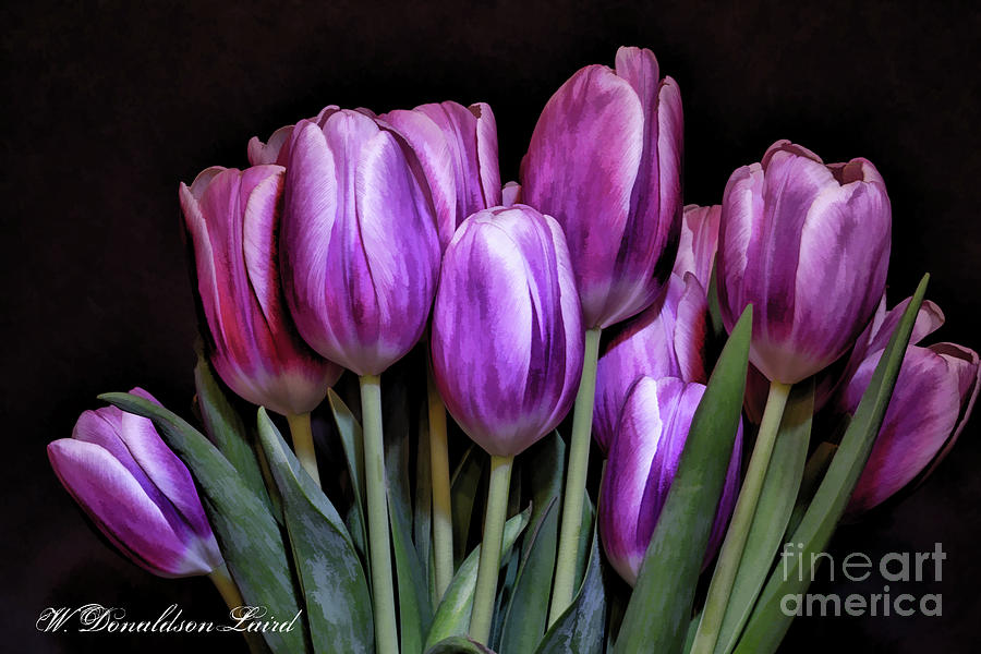 Flower Photograph - Vavoom by Wendi Donaldson Laird