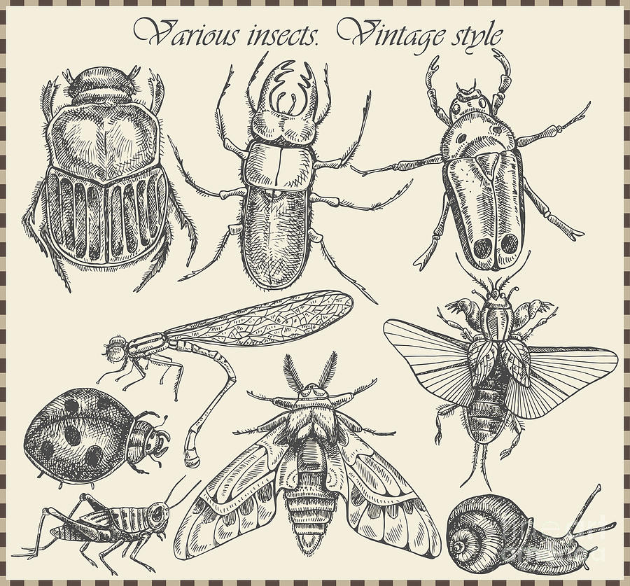 Engraving Digital Art - Vector Set Insects In Vintage Style by Horg Engraving Digital Art - Vector Set Insects In Vintage Style by Horg