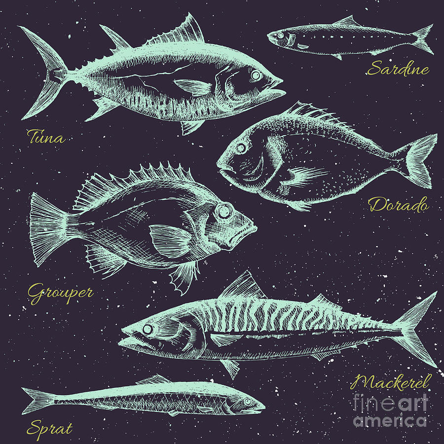 Shading Digital Art - Vector Set Of Sea Fish Menu Shrimp by Anastasia Lembrik