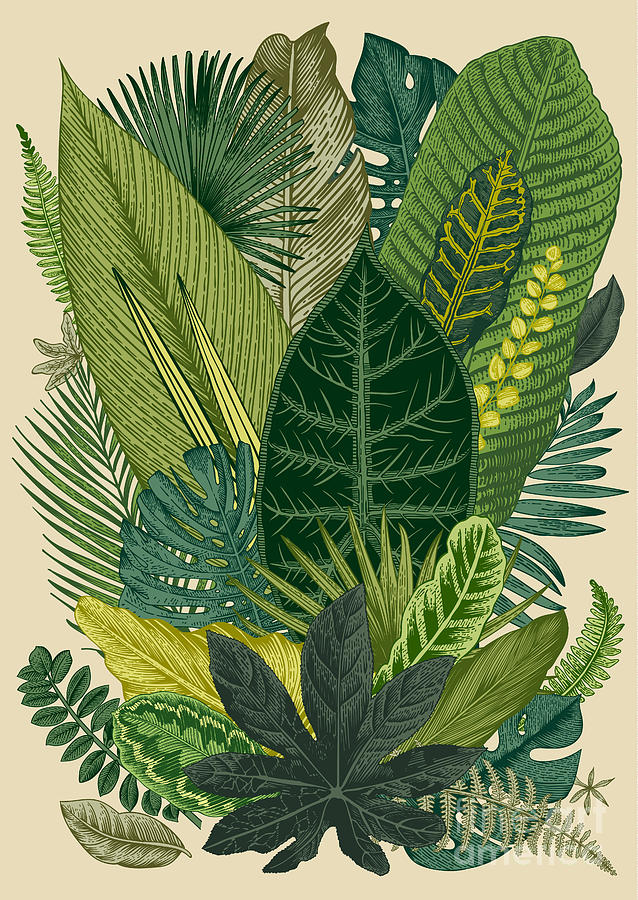 Engraving Digital Art - Vector Vintage Composition Exotic by Olga Korneeva Engraving Digital Art - Vector Vintage Composition Exotic by Olga Korneeva