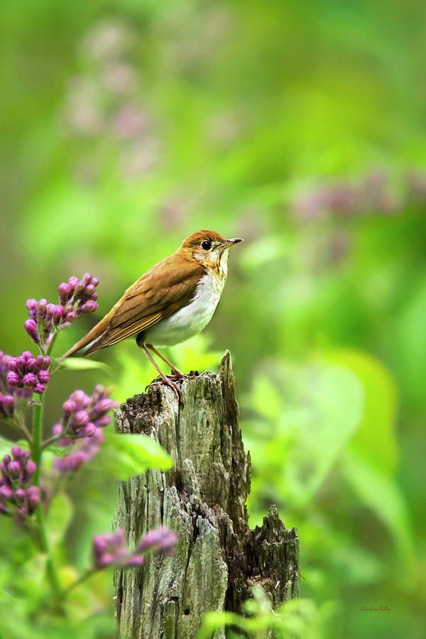 Veery Bird Photograph by Christina Rollo