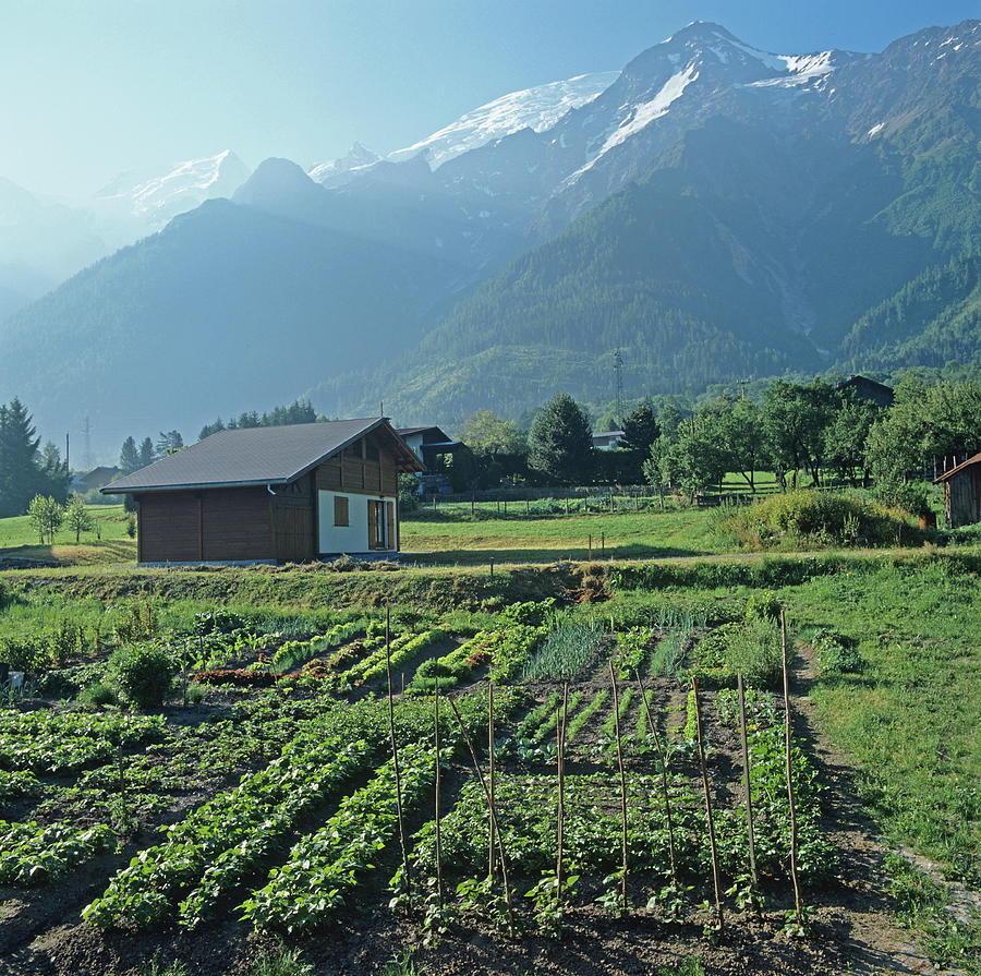 Vegetable Garden In The French Alps Photograph by Nigel Cattlin