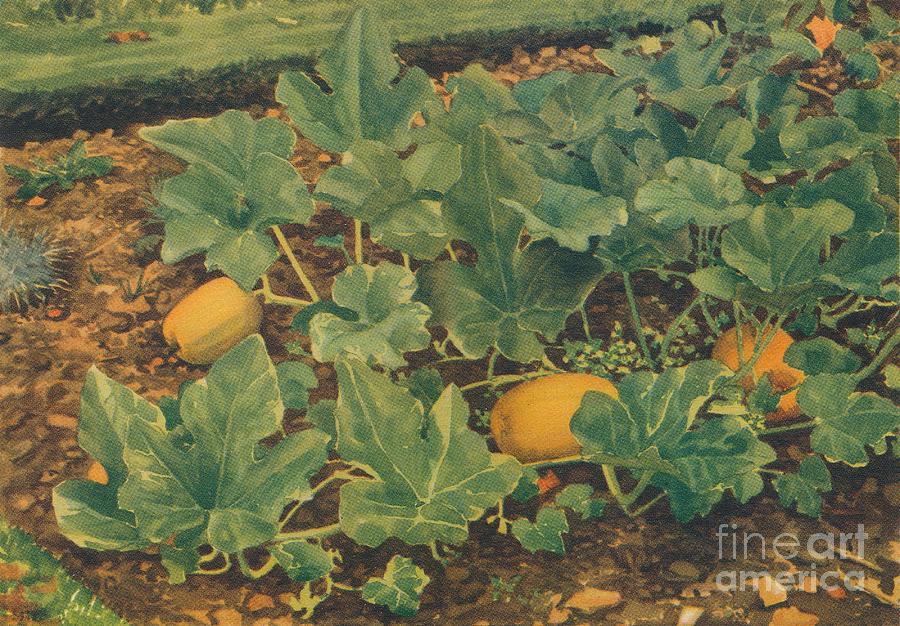 Vegetable Marrows Drawing by Print Collector Vegetable Marrows Drawing by Print Collector
