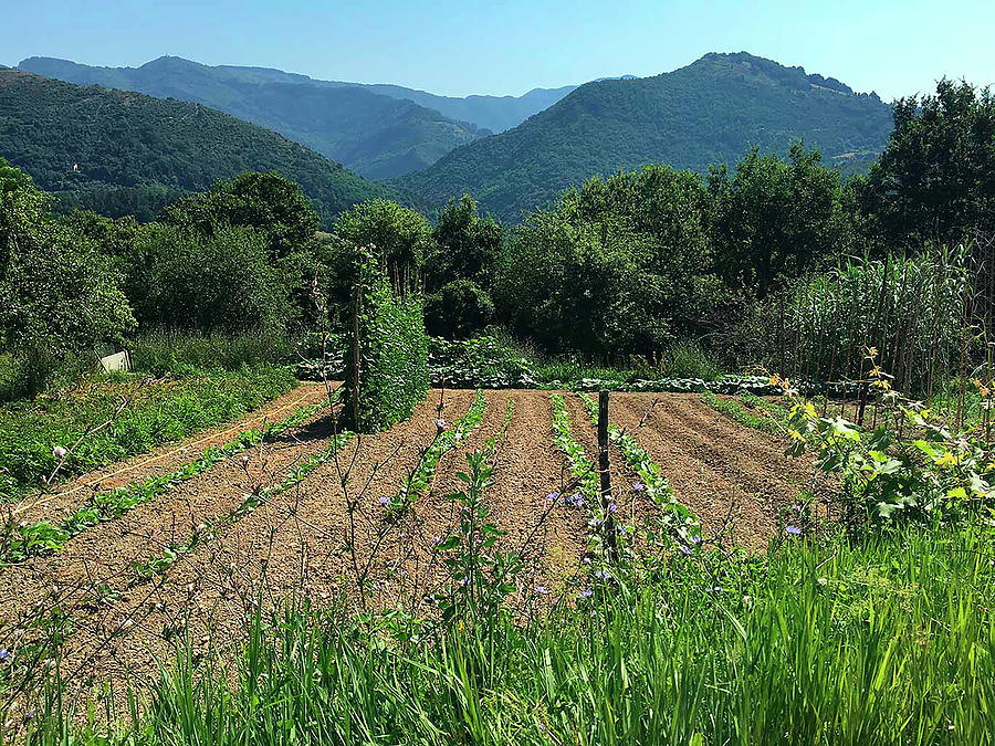 Vegetable Patch In A Rural Area italy Photograph by Hugh Johnson