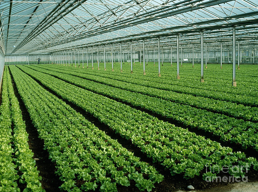 Vegetable Photograph - Vegetables Cultivated In A Glasshouse by Rosenfeld Images Ltd/science Photo Library