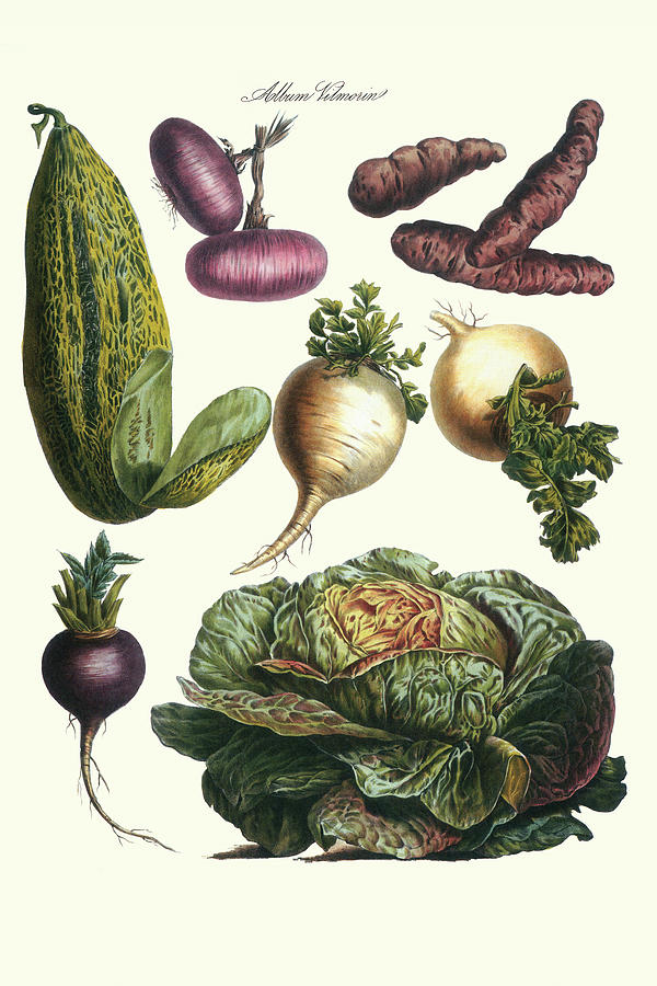 Vegetables; Melon, onion, cabbage, potato, raddish Painting by Philippe ...