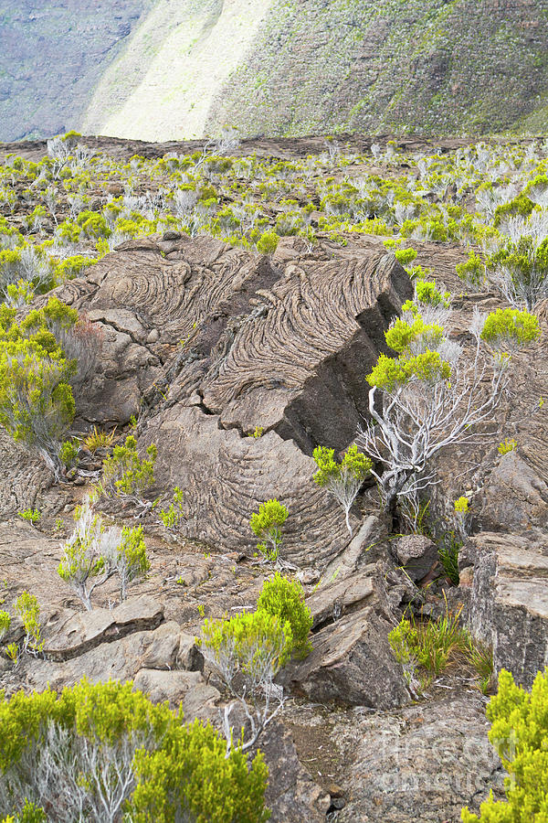 Vegetation Inside Caldera Photograph by Olivier Vandeginste/science