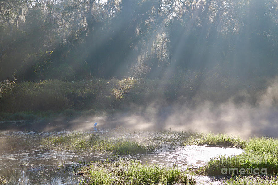 Veil of Mist on the Marsh Photograph by Carol Groenen