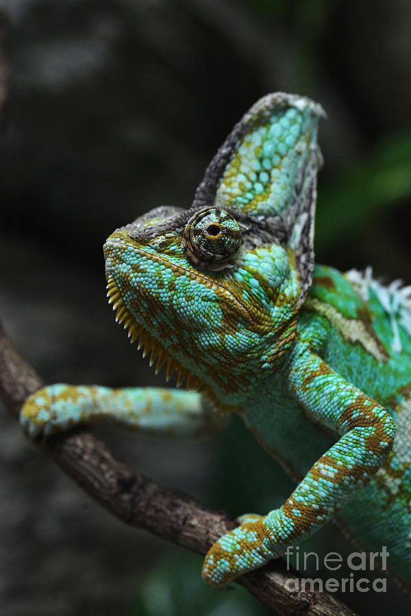 Calyptratus Photograph - Veiled Chameleon Chamaeleo Calyptratus by Vladimir Wrangel Calyptratus Photograph - Veiled Chameleon Chamaeleo Calyptratus by Vladimir Wrangel