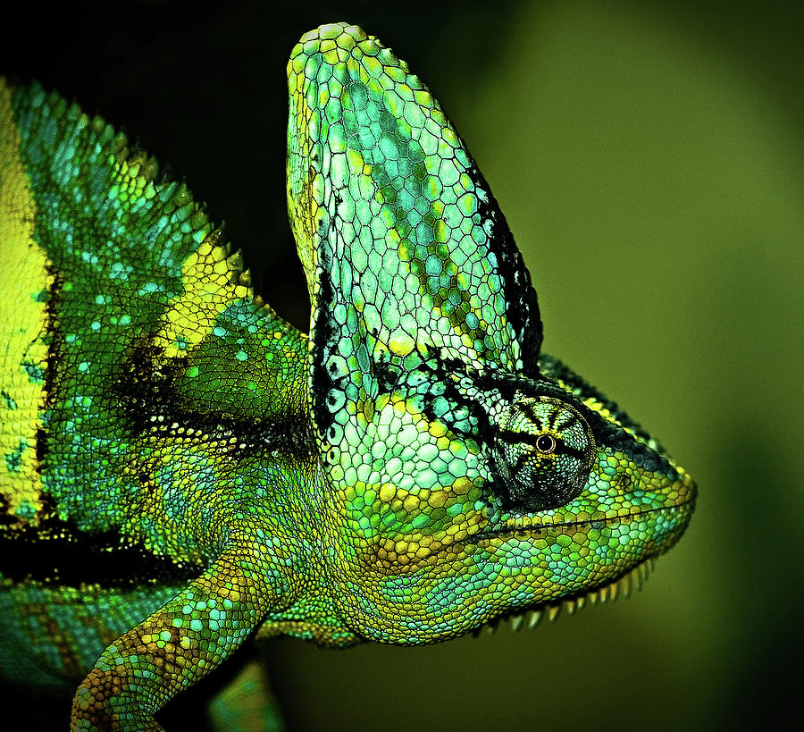 Veiled Chameleon Photograph by Copyright By D.teil
